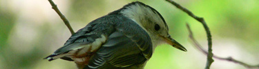 White-breasted Nuthatch